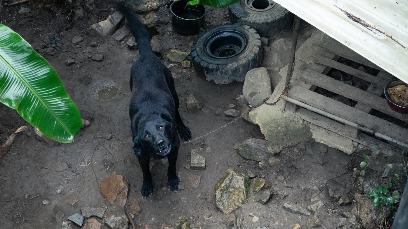 Black dog on a chain looking up at the camera