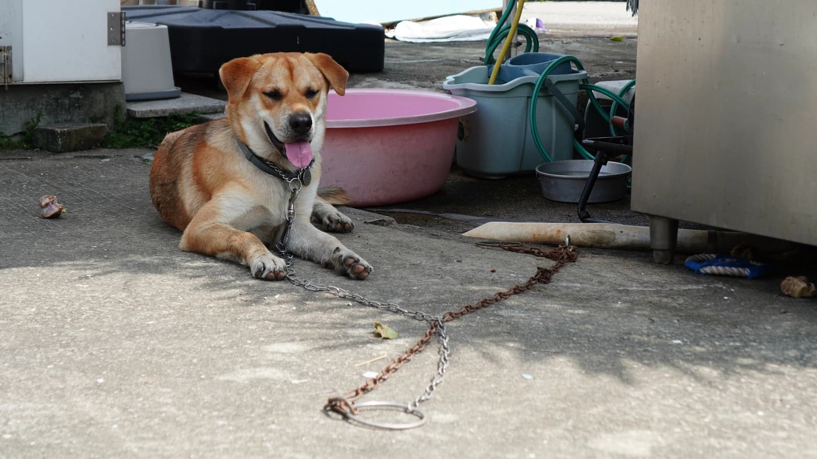 a chained dog